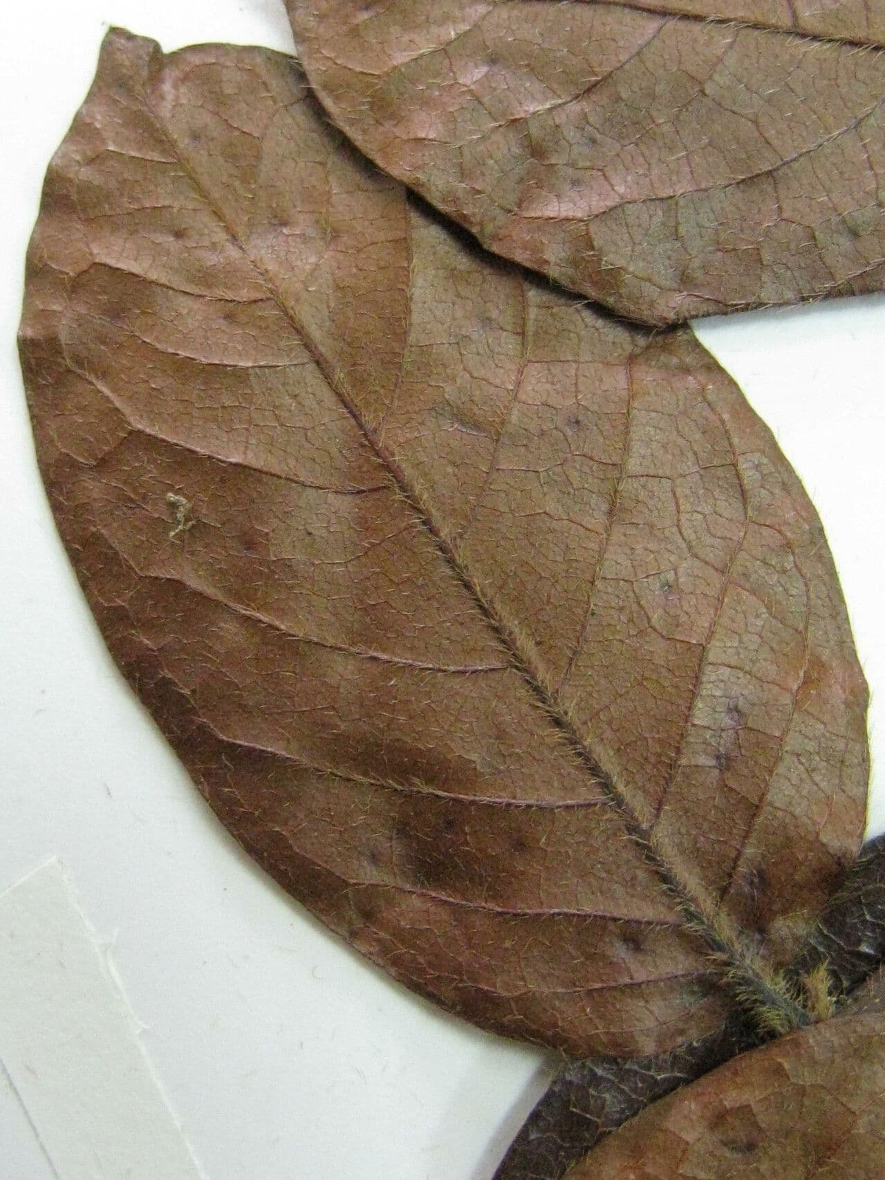 Hirtella 3