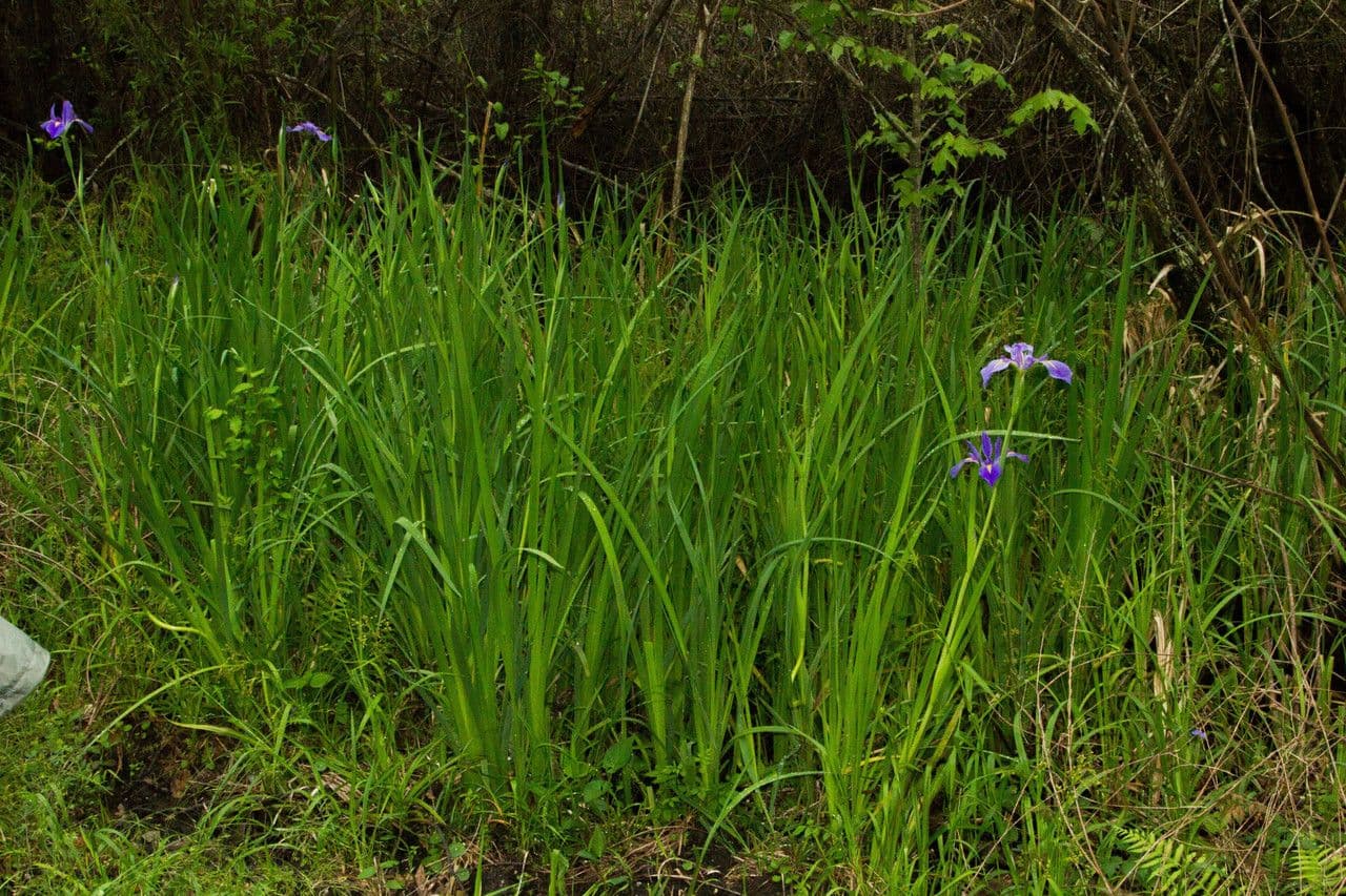 Iris bleu géant 6