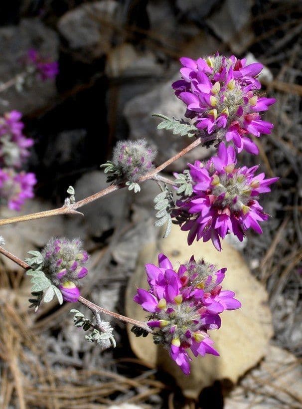 Dalea 4