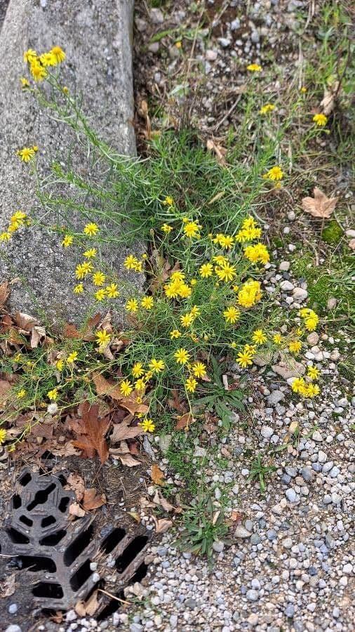 Schmalblättriges Greiskraut 15