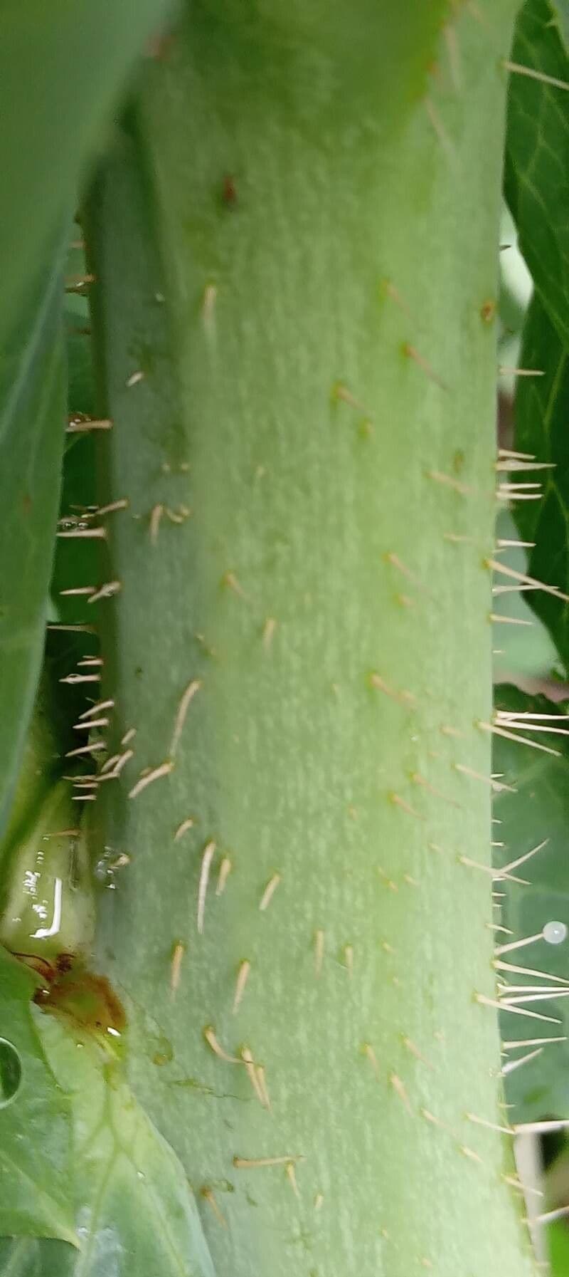 Salát dubový 18