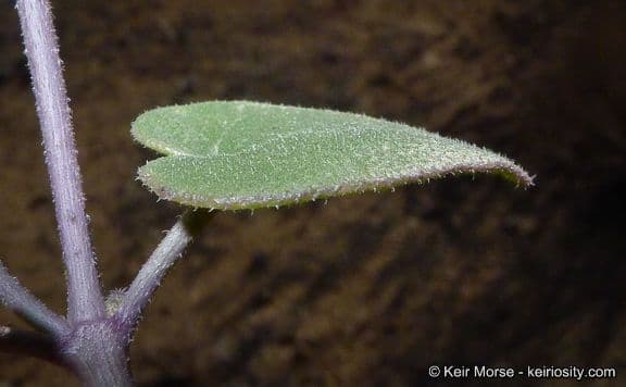 Mirabilis laevis 13