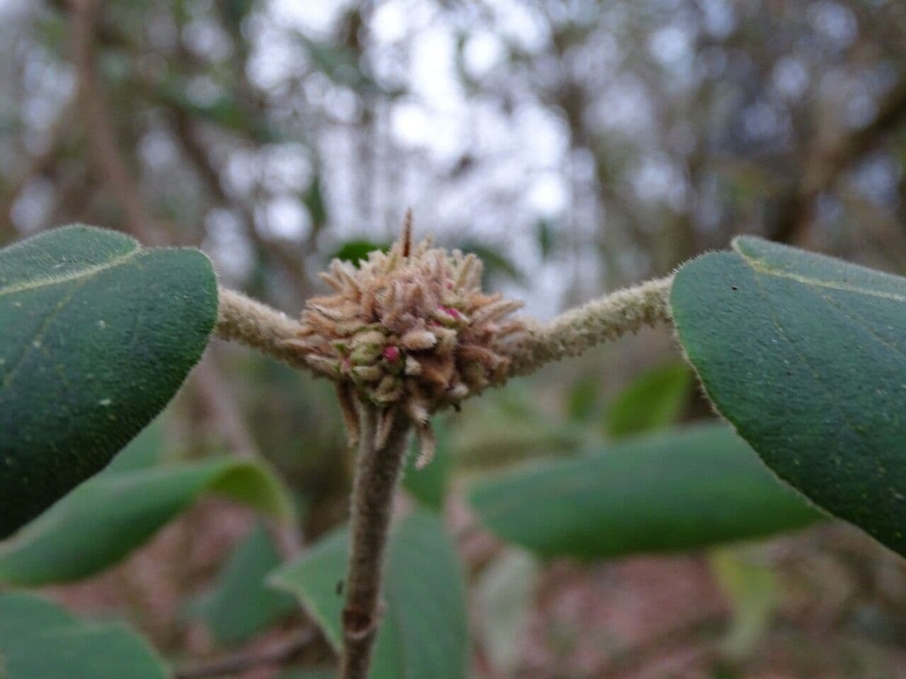 Buddlejaleaf viburnum 2