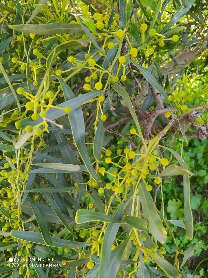 Mimosa dorata 18