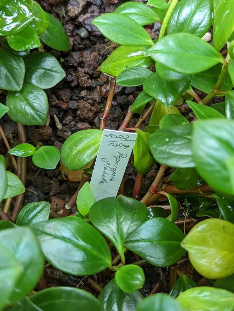 Peperomia glabra 13