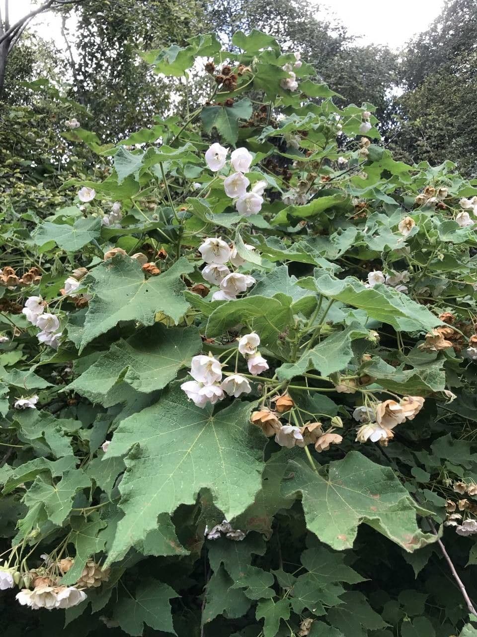 Dombeya burgessiae 12
