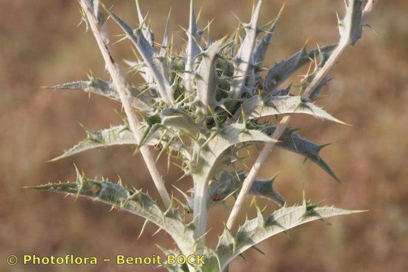 Carlina lanata 12