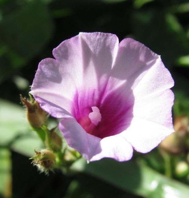 Ipomoea trifida 2
