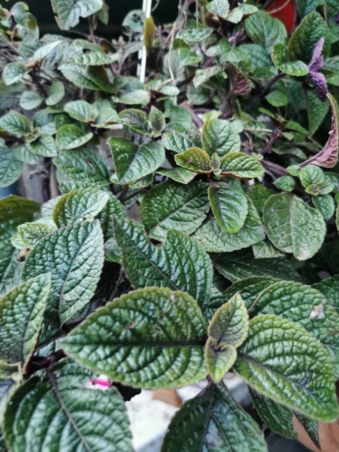 Plectranthus 23