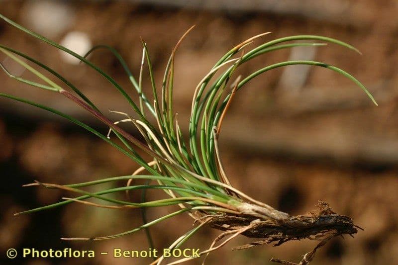 Festuca di Auquier 2