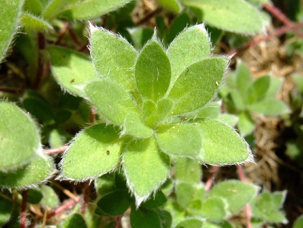 Androsace 13