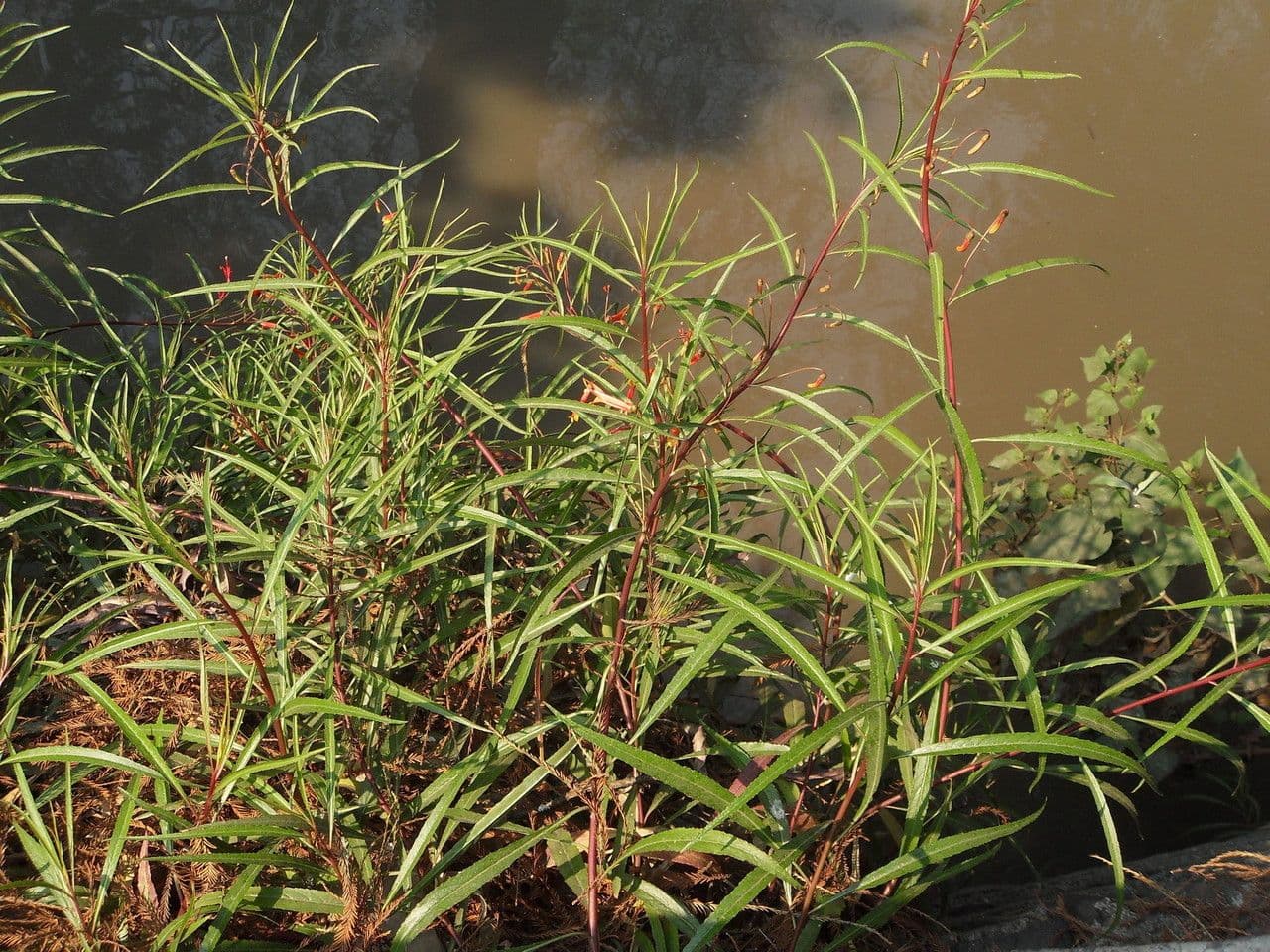 Lobelia lassiflora 12