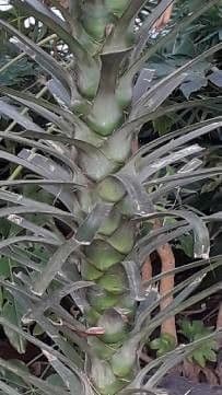 Bajonett-Yucca 25