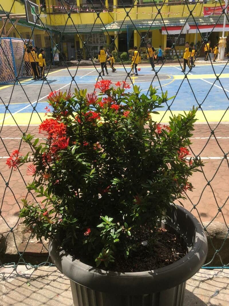 Ixora 23