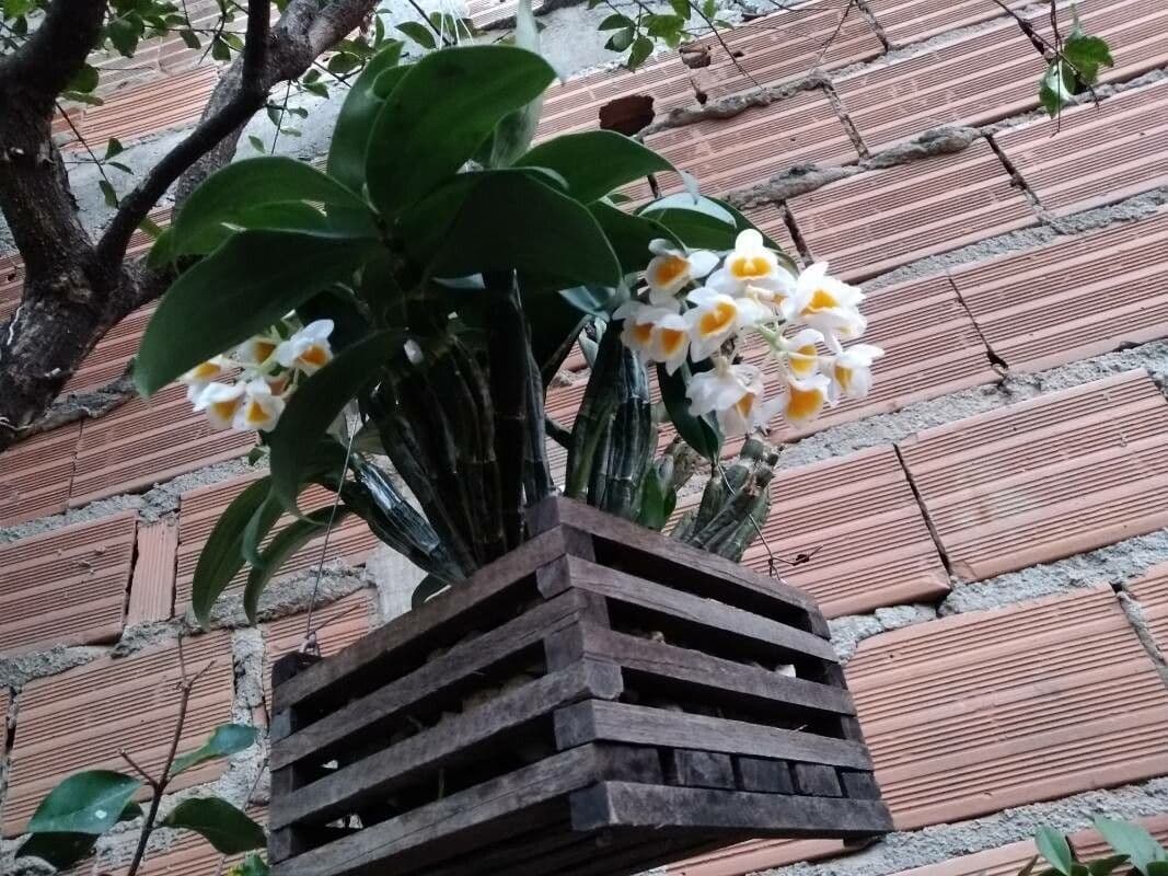 Dendrobium 9