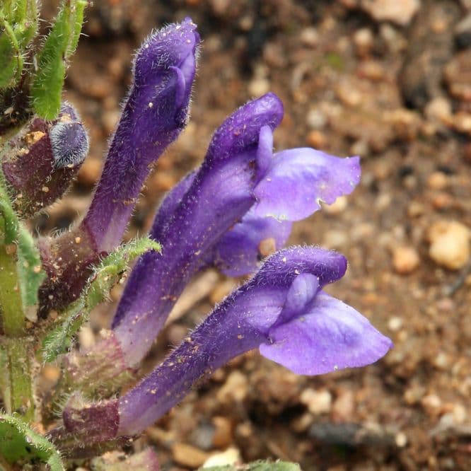 Scutellaria tuberosa 2