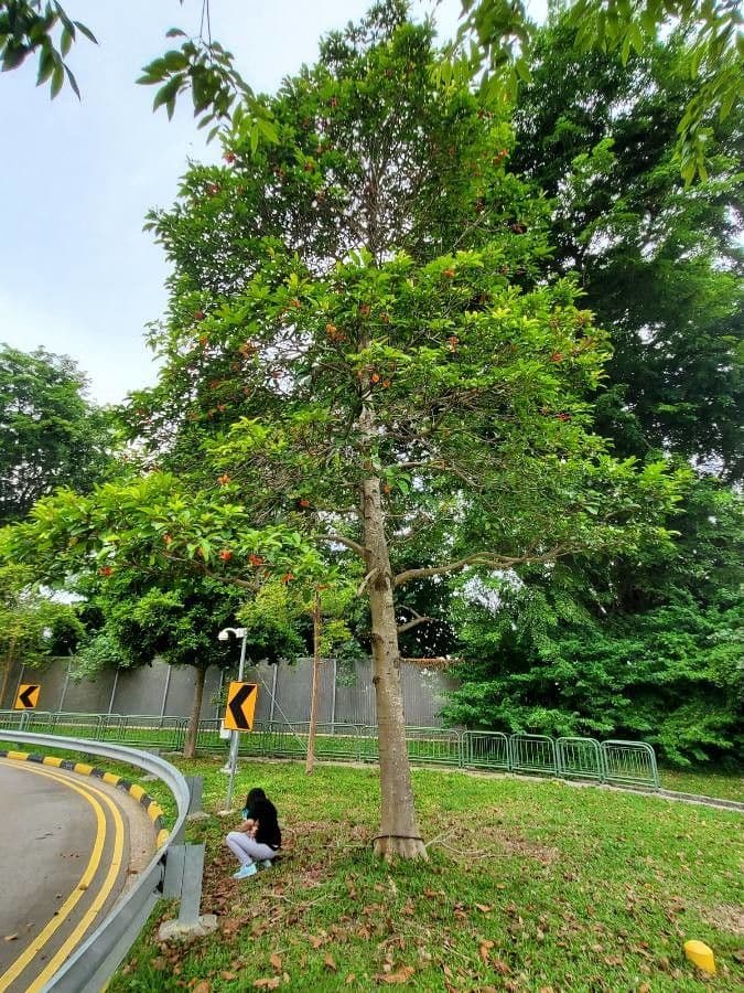 Sterculia 4