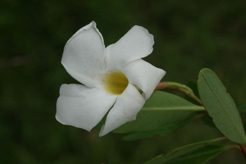 Rhabdadenia 5