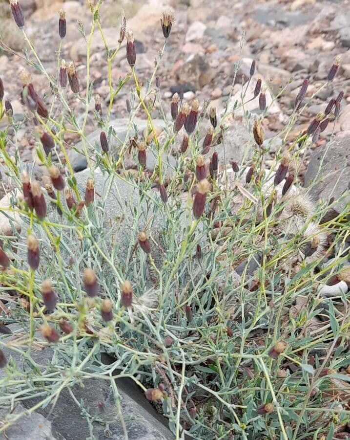 Porophyllum 3