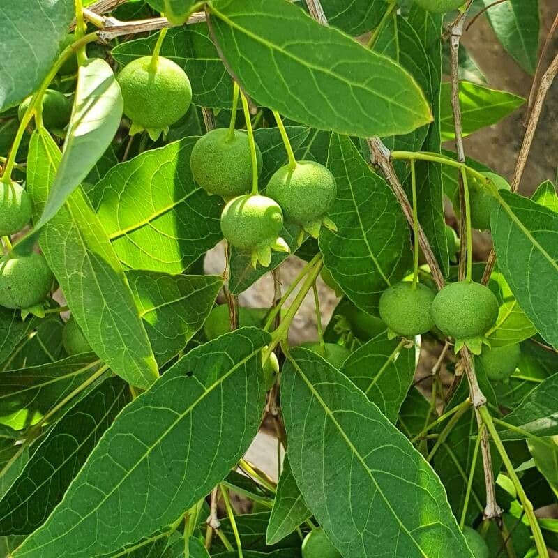 Campomanesia 3