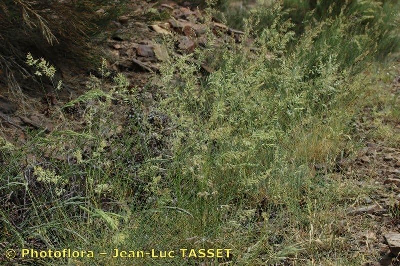 Festuca longifolia 6