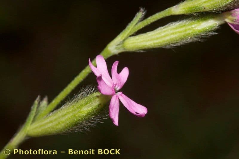 Silene 4