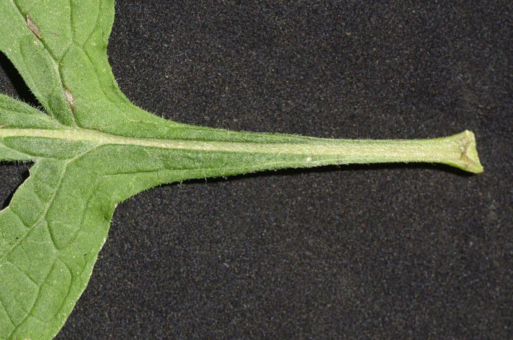 Dasistoma 15