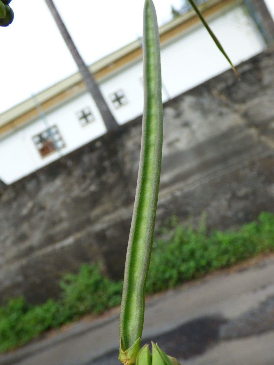 Centrosema pubescente 4