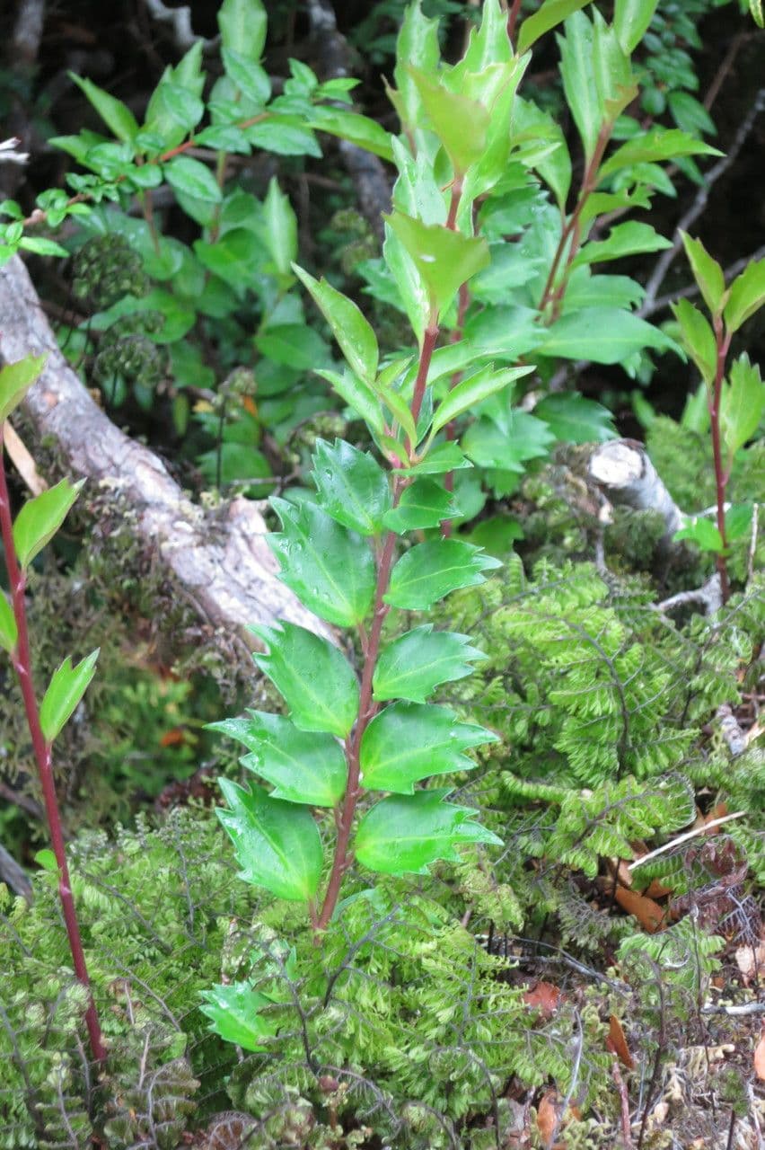 Griselinia 10