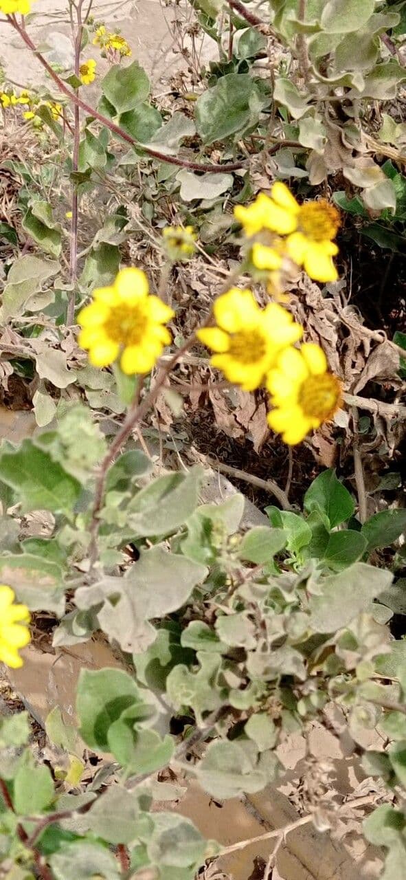 Encelia 8
