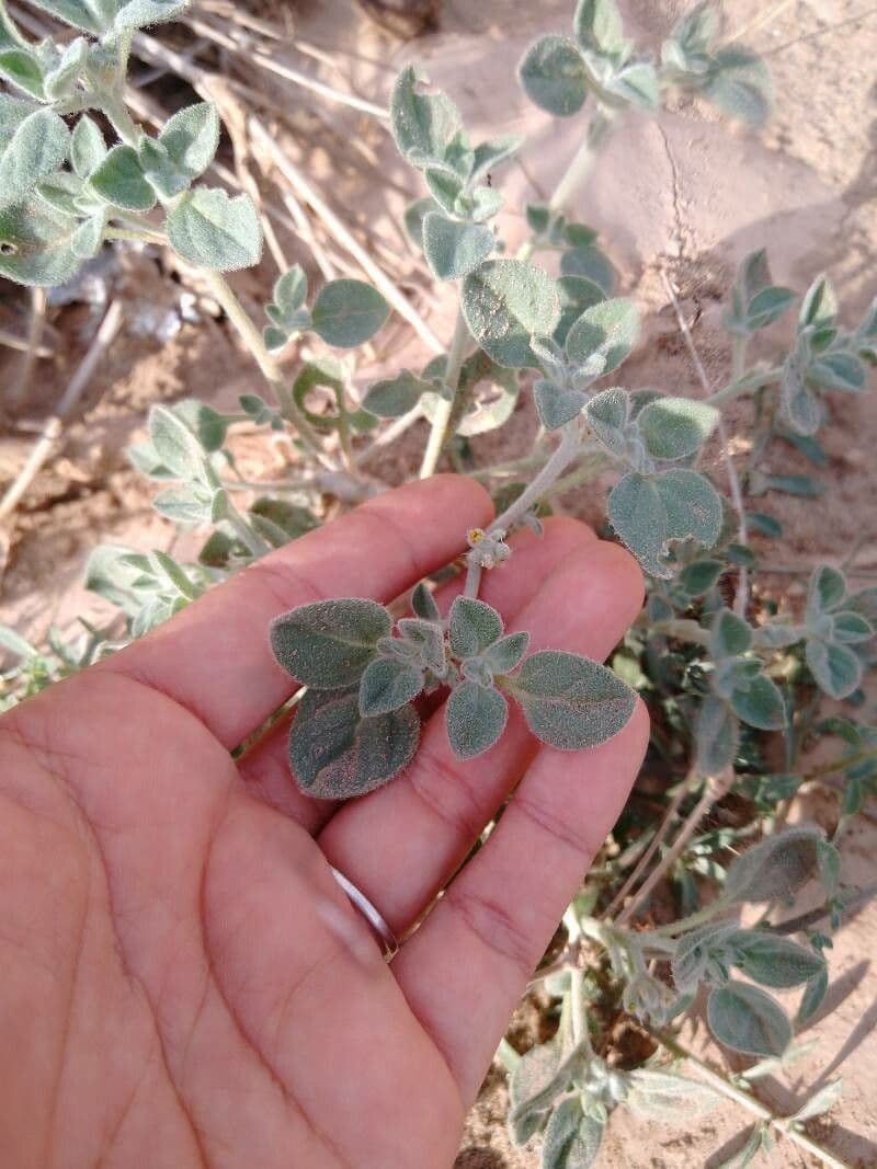 Petiolate Spurge 15