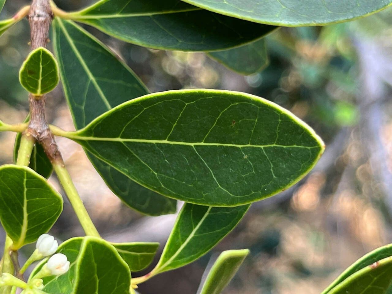 Osmanthus 12