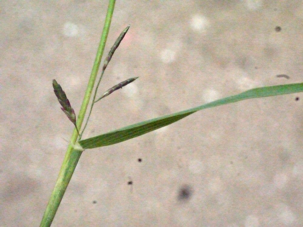 Eragrostis di Barrelier 21