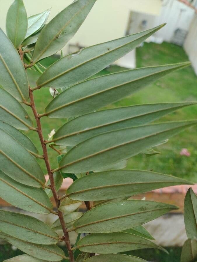 Xylopia 10