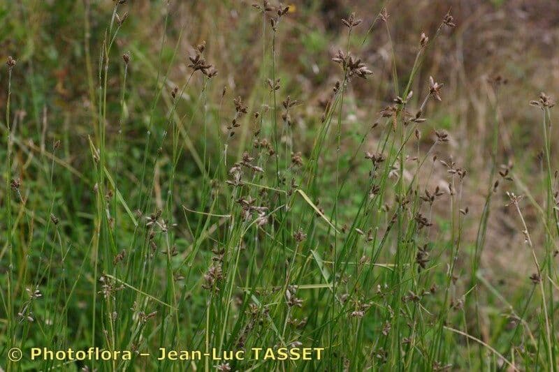 Fuirena pubescens 9