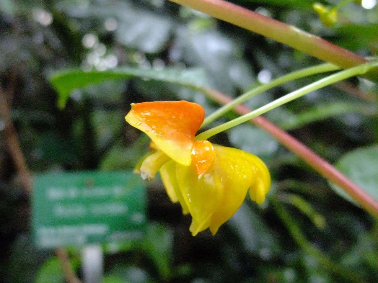 Balsamino 4