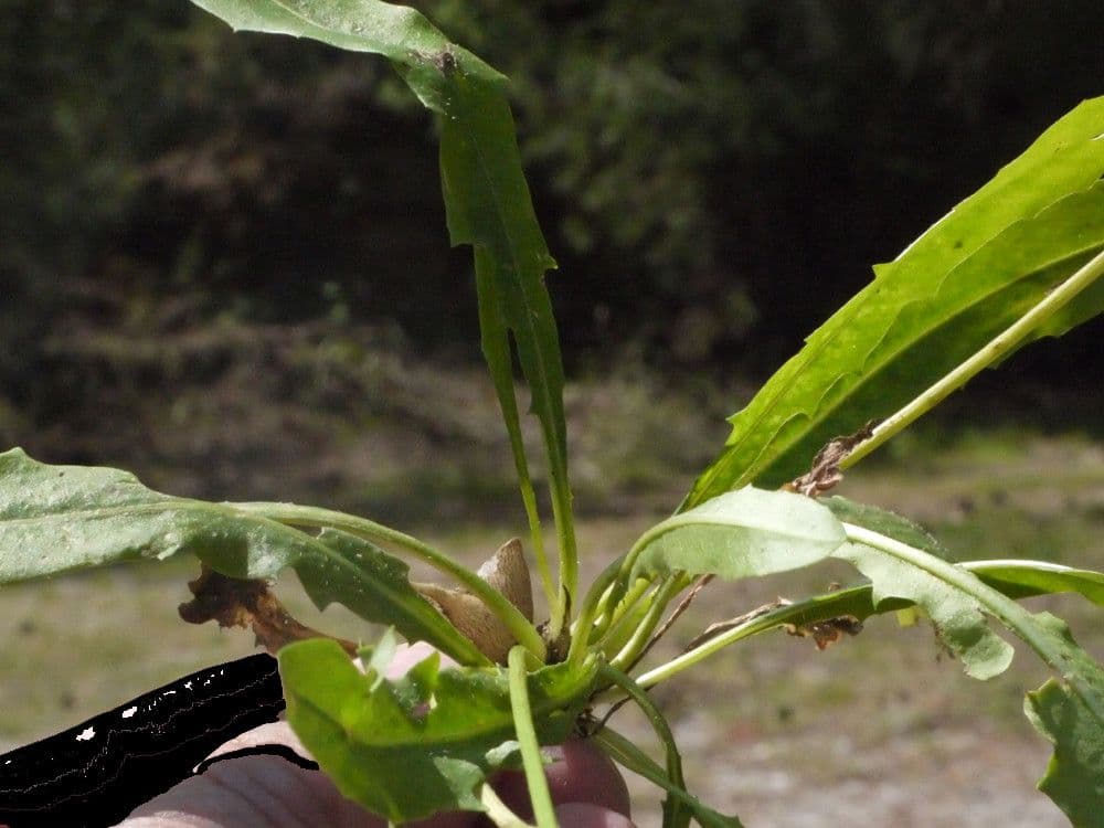 Leontodon tuberoso 26