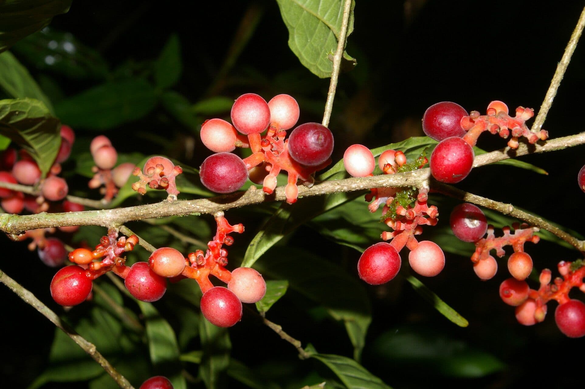 Sorocea