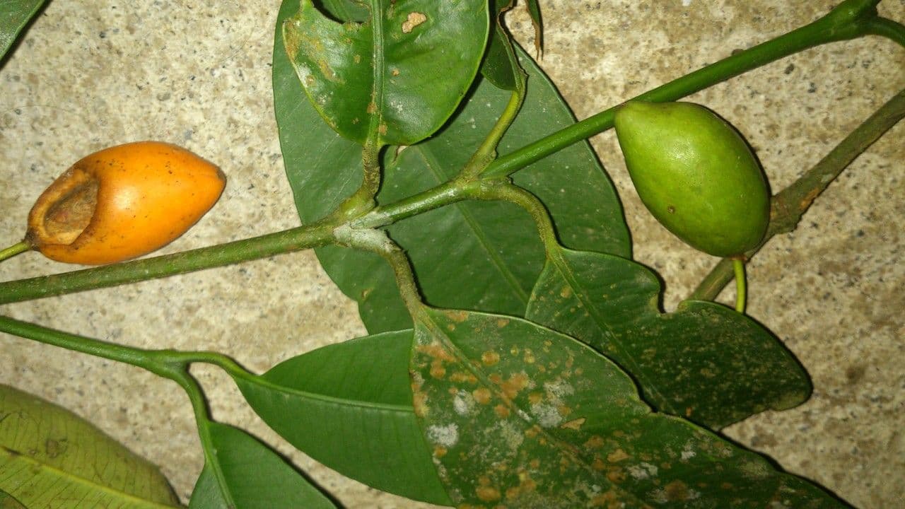 Garcinia 16