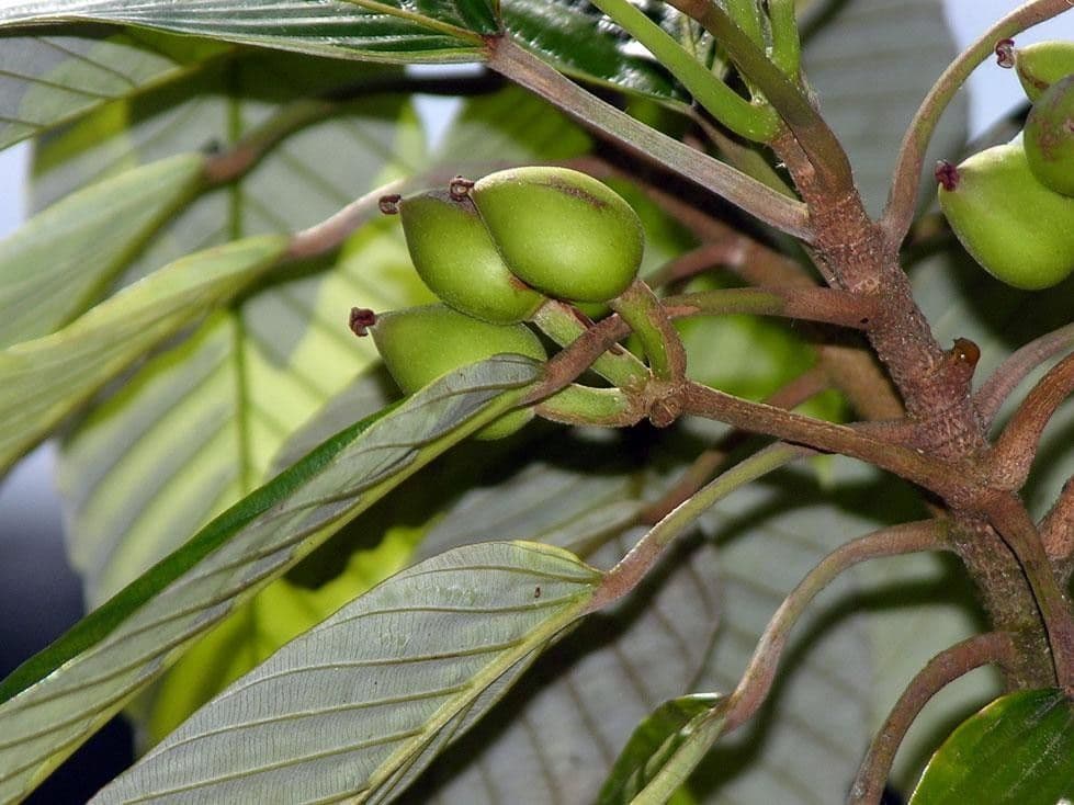 Pourouma 4