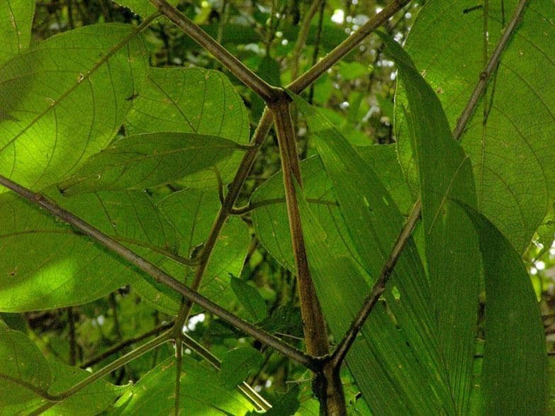 Cordia 9