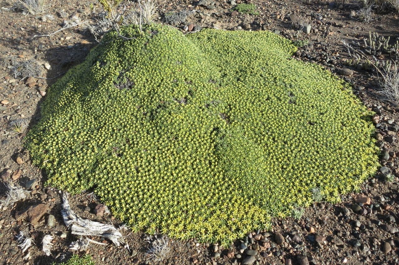 Azorella monanta 5