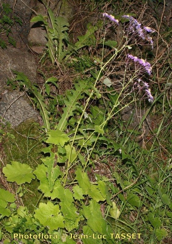 Pericallis 8