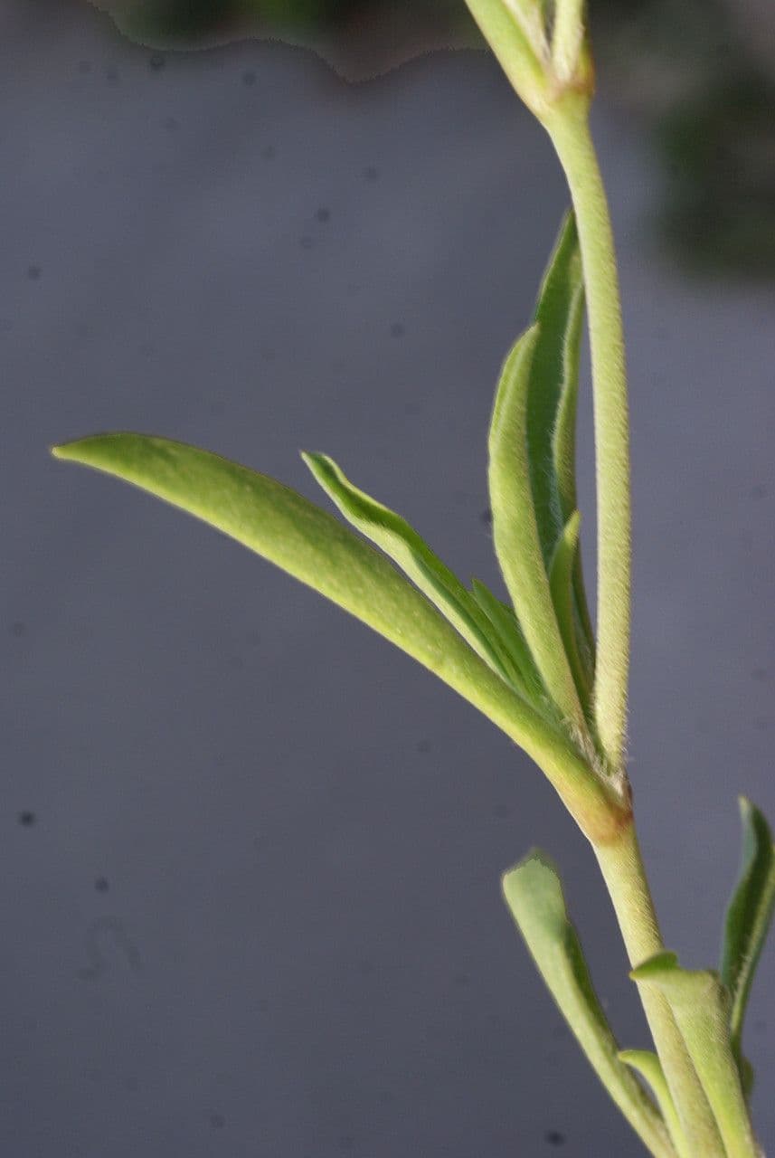 Silene secundiflora 18