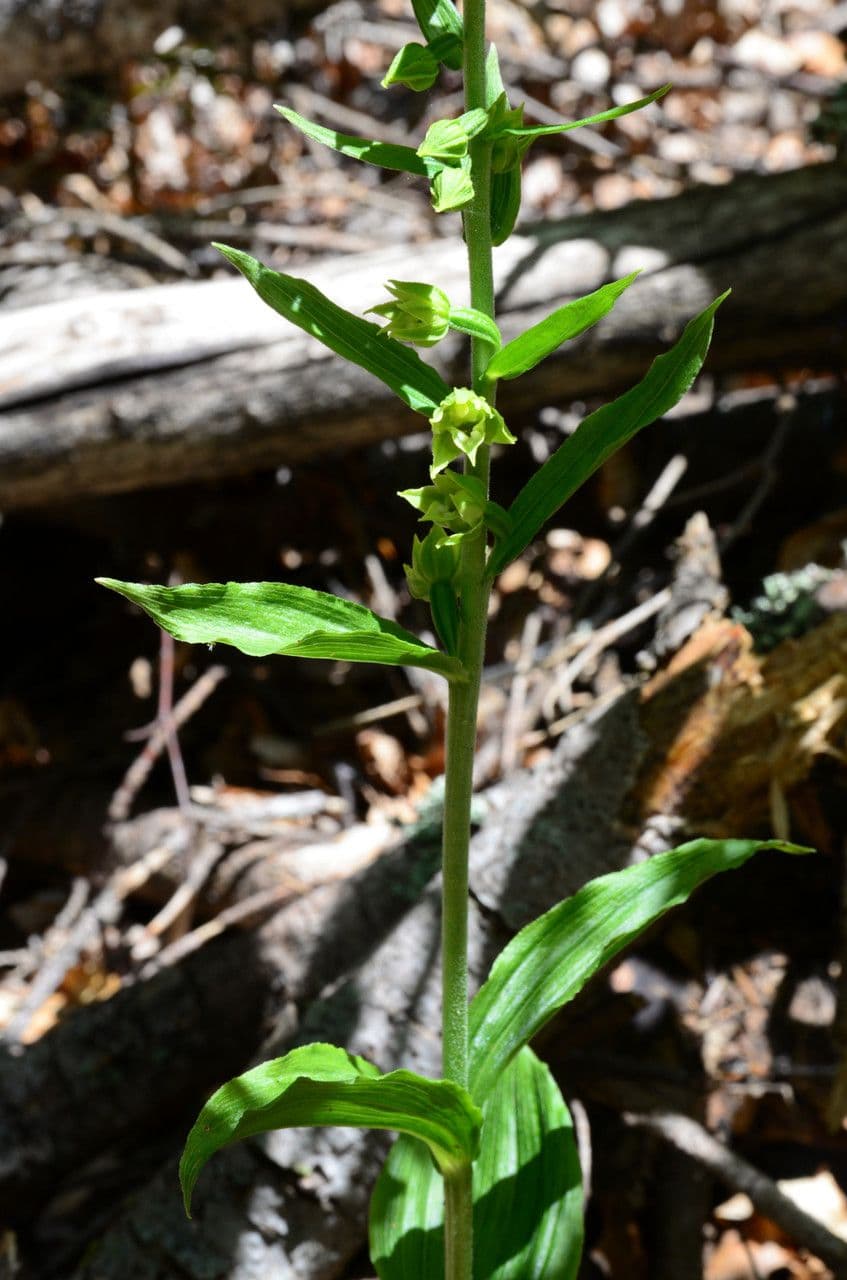 Epipactis leptochila 11