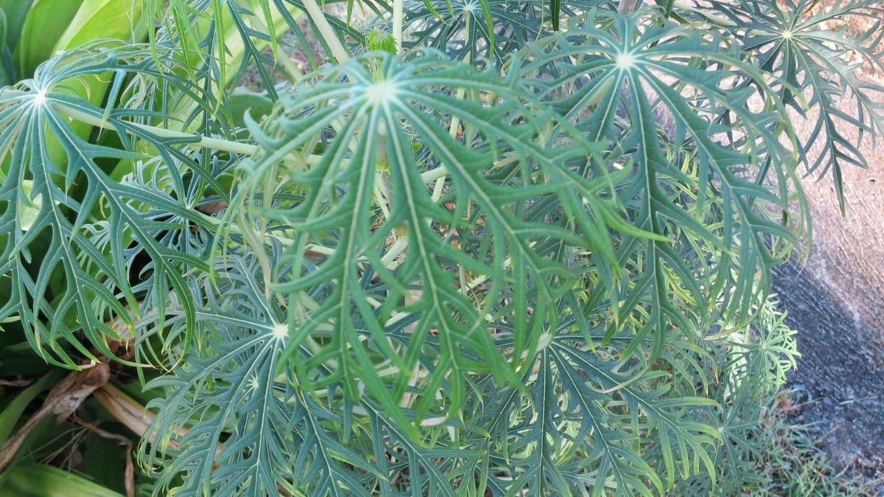 Pianta di corallo 26