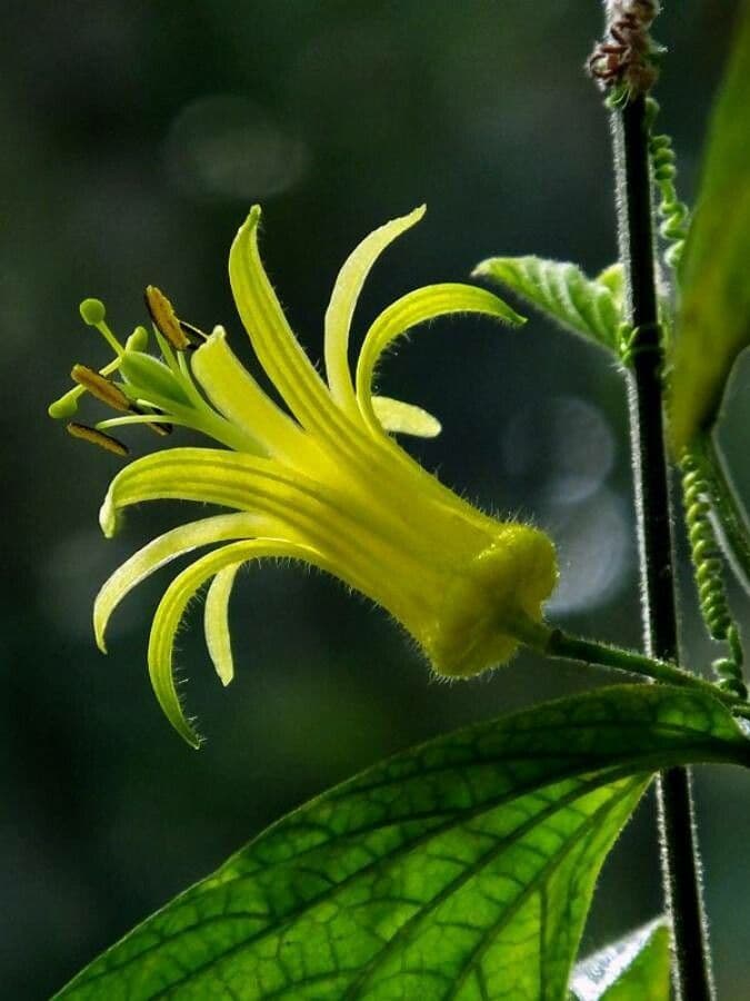 Passiflore