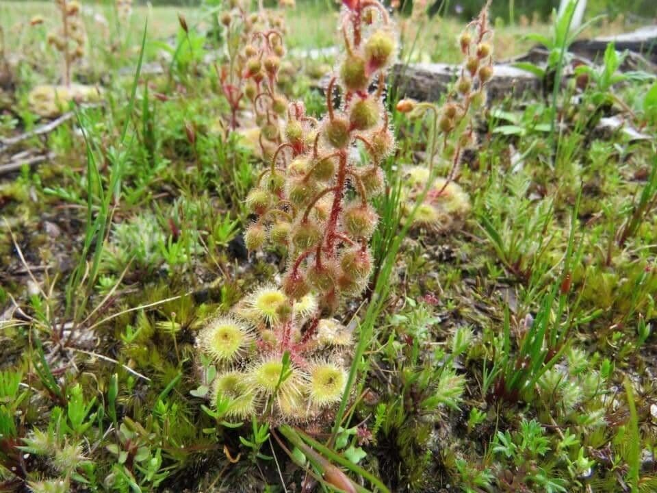 Drosera glanduligera 11