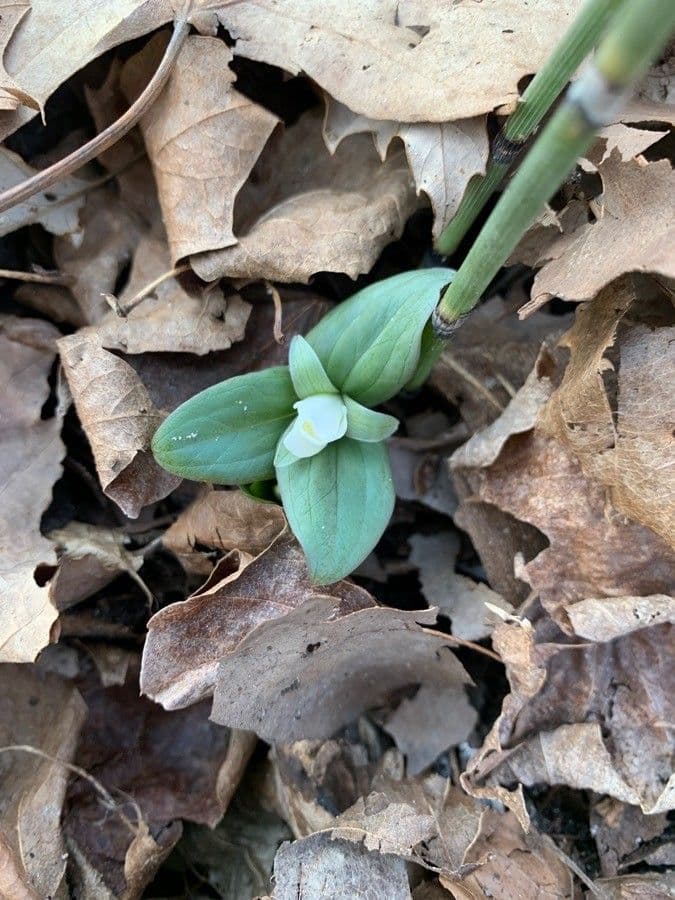 Trillium nivale 2
