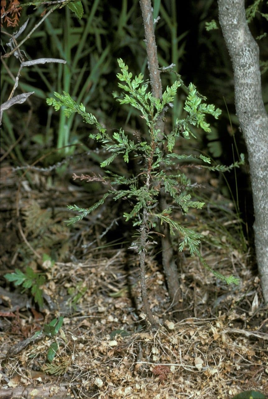 Cedro del Cile 10